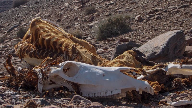 Remains of a Dead Giraffe. the Skin is Still Surpising Intact although only the White Skull Remained of the Head Stock Image - Image of skin, africa: 227212467 Remains of a Dead Giraffe. the Skin is Still Surpising Intact although only the White Skull Remained of the Head Stock Image - Image of skin, africa: 227212467