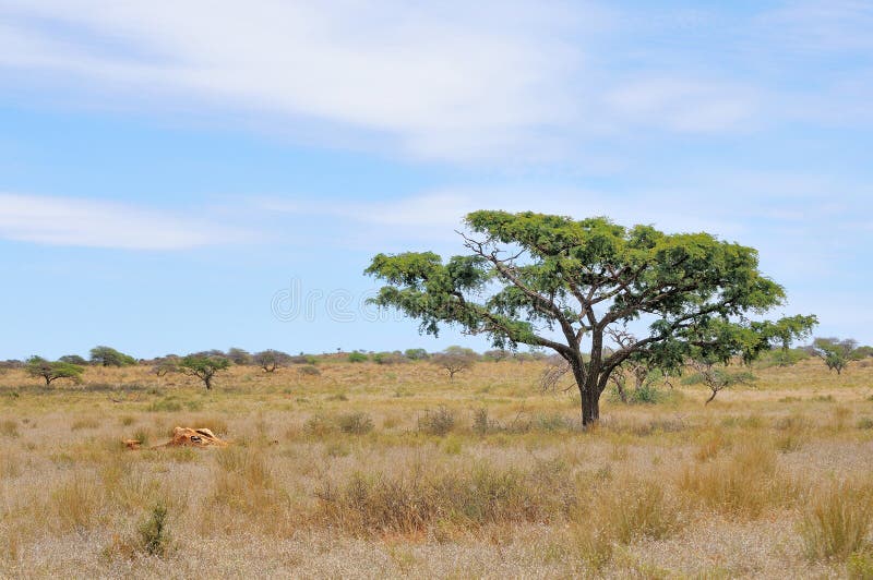 Remains of a giraffe stock photos Remains of a giraffe stock photos