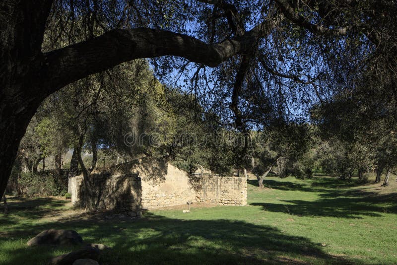 Sandstone Ruins Under an Oak Tree Stock Photo Image of detail