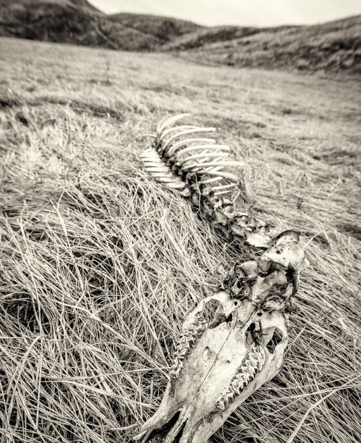 Carcass From A Dead Deer Laying In A Field With Flies Feeding On It