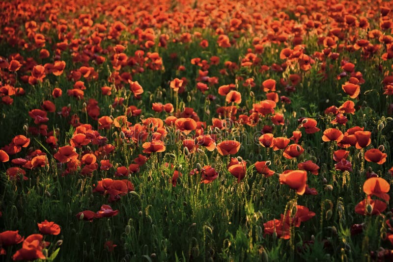 Remembrance Day Also Known As Poppy or Armistice Day. Stock Photo ...