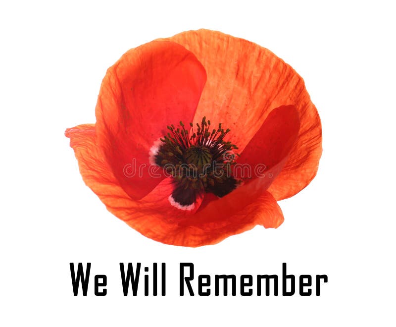 Remembrance Day, Text on Wood Blocks with a Poppy Flower. Concept Remembrance Day Stock Image
