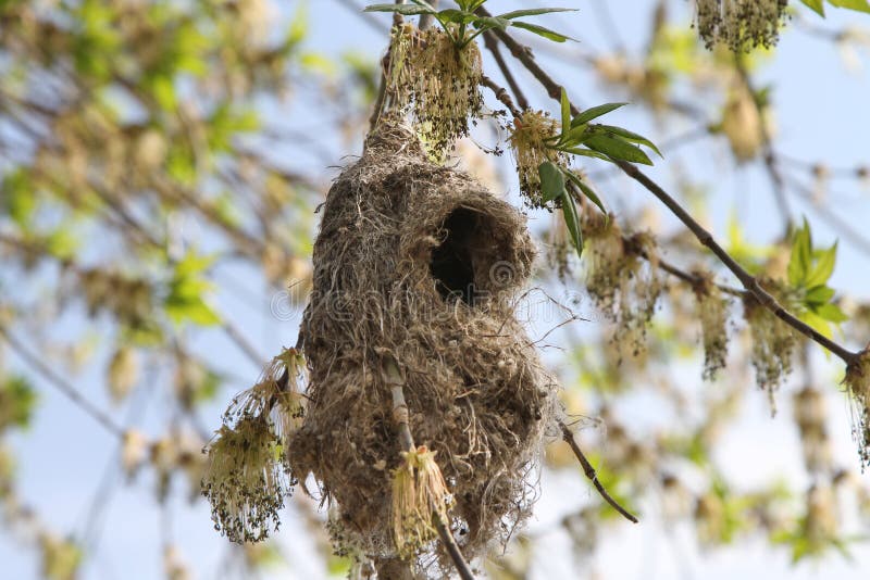 Remez nest closeup. Småsångare royaltyfri foto