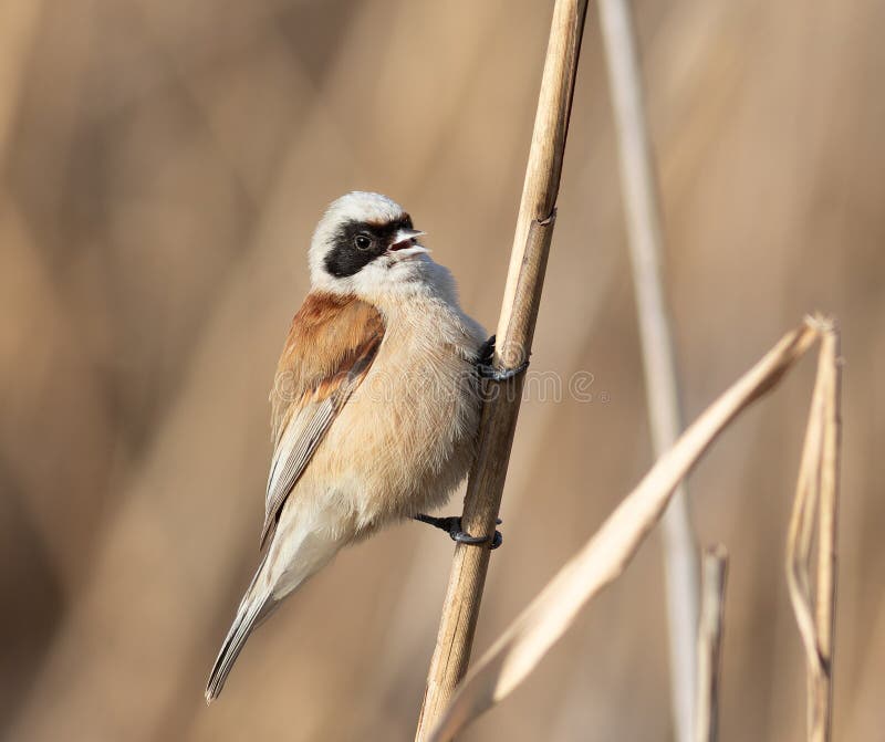 Remiz pendulinus. En fågel sjunger när den är på ett rederat stjälk på en flodbank fotografering för bildbyråer