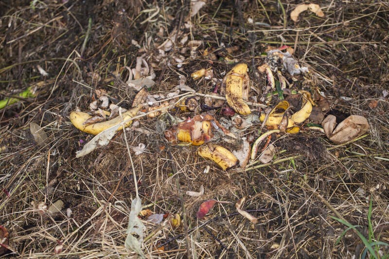 Remnants Of Food Thrown On The Grass Stock Photo - Image of care, apple ...