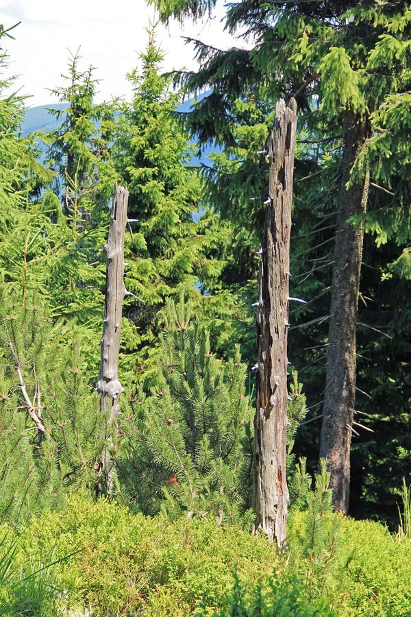 Remnants of trunks of dead trees stock image Remnants of trunks of dead trees stock image