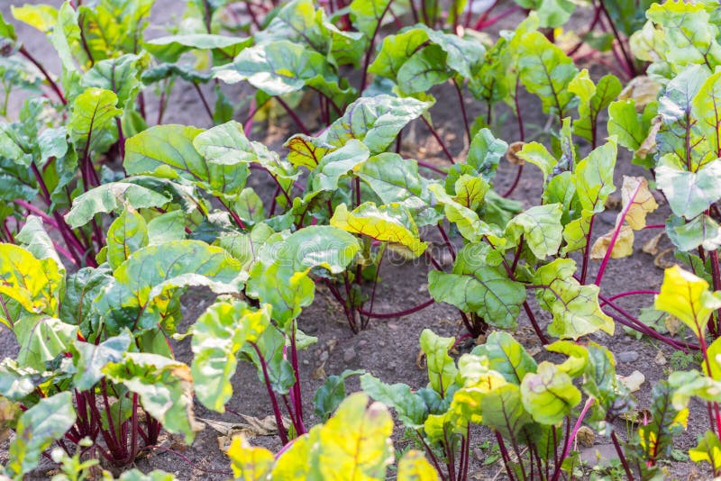 Remolachas jovenes que crecen en jardín ecológico imágenes de archivo libres de regalías Remolachas jovenes que crecen en jardín ecológico imágenes de archivo libres de regalías