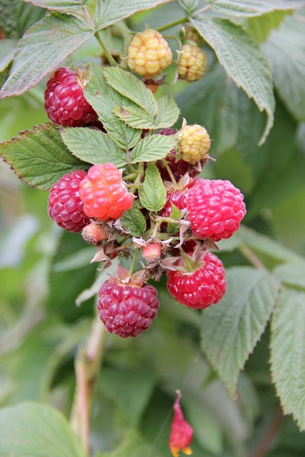Remontant raspberry stock photo. Image of nature, house 78949200