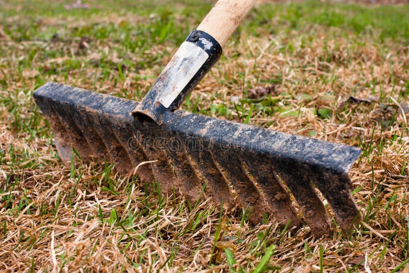 Removal of the Old Grass with Rake Stock Image Image of land, remove