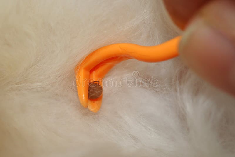 Removal of a tick from a cat. Tick Removal in a Pet