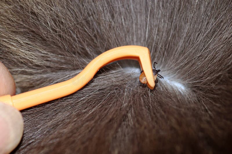 On a cat, a tick is removed with a hook. Removal of ticks in humans and animals