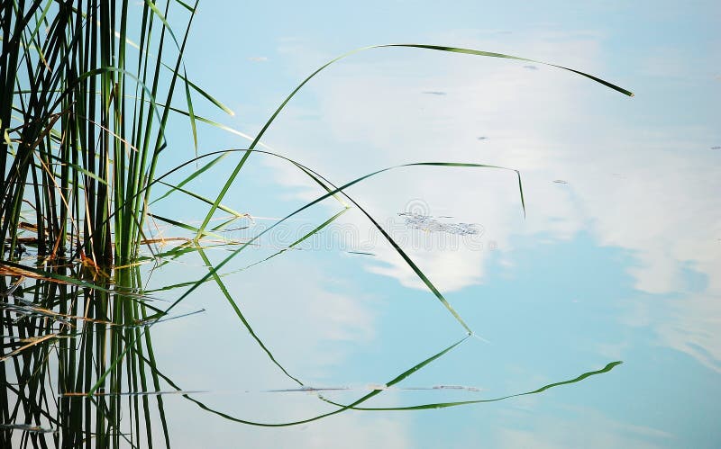 Remove ervas daninhas de reflexões na lagoa