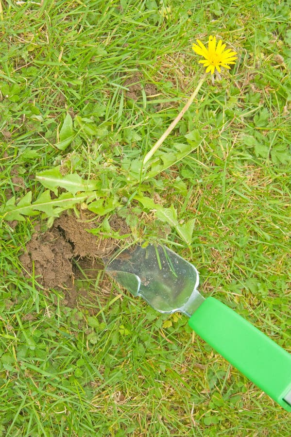Removing Dandelions from the Lawn. Stock Image Image of weeds, help