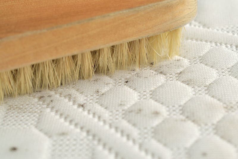 Removing Fungus Stains from the Mattress`s Surface with a Brush Stock Photo Image of fungal
