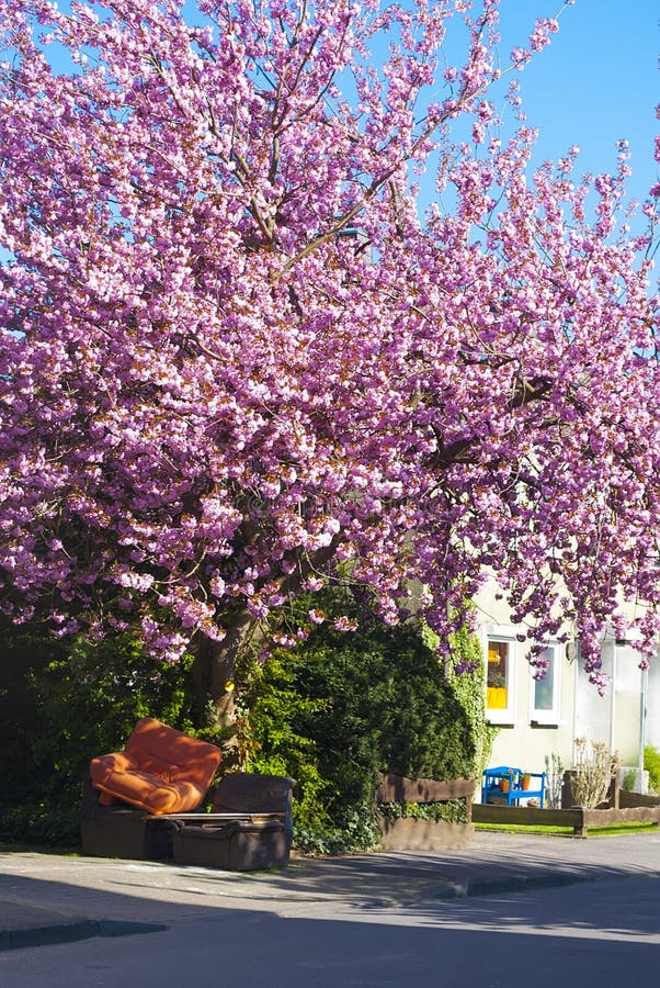 Remplacer les meubles anciens, un fauteuil cassé sous les fleurs de cerisier de floraison, une journée de printemps lumineuse photographie stock Remplacer les meubles anciens, un fauteuil cassé sous les fleurs de cerisier de floraison, une journée de printemps lumineuse photographie stock