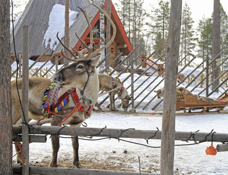 Ren i den Santa Claus byn, Lapland royaltyfri fotografi Ren i den Santa Claus byn, Lapland royaltyfri fotografi