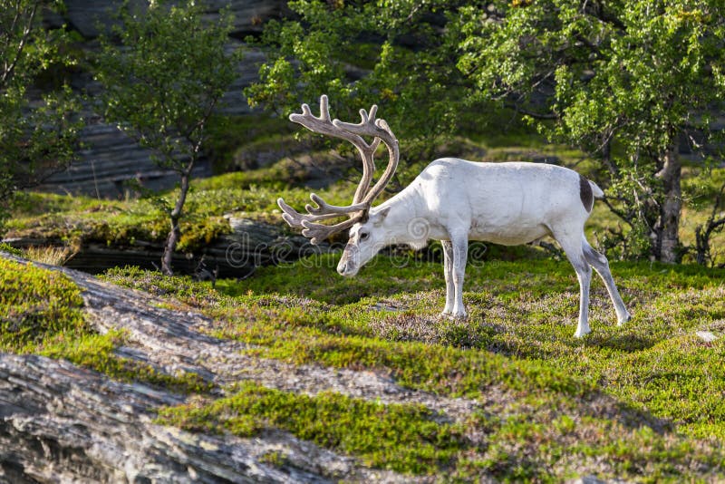 Rena branca dos povos de Sami ao longo da estrada em Noruega fotografia de stock Rena branca dos povos de Sami ao longo da estrada em Noruega fotografia de stock