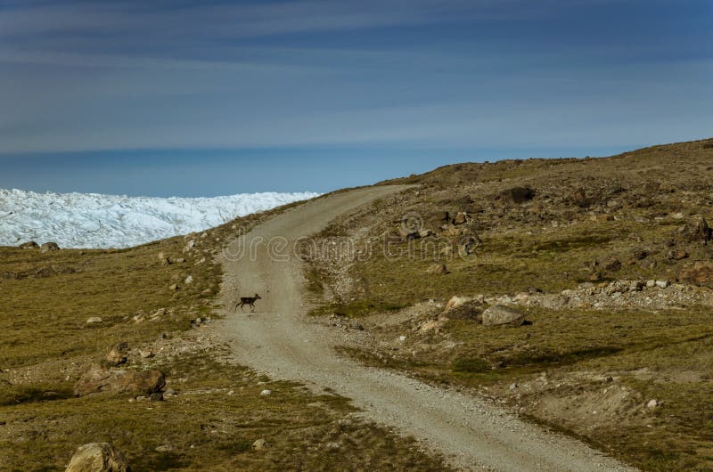 Rena que corre através de uma estrada de terra perto do icecap Greenlandic, ponto 660, Kangerlussuaq, Gronelândia fotos de stock royalty free Rena que corre através de uma estrada de terra perto do icecap Greenlandic, ponto 660, Kangerlussuaq, Gronelândia fotos de stock royalty free