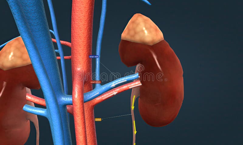Human Kidney Filtration Stock Illustrations – 144 Human Kidney Filtration Stock Illustrations, Vectors & Clipart - Dreamstime Human Kidney Filtration Stock Illustrations – 144 Human Kidney Filtration Stock Illustrations, Vectors & Clipart - Dreamstime