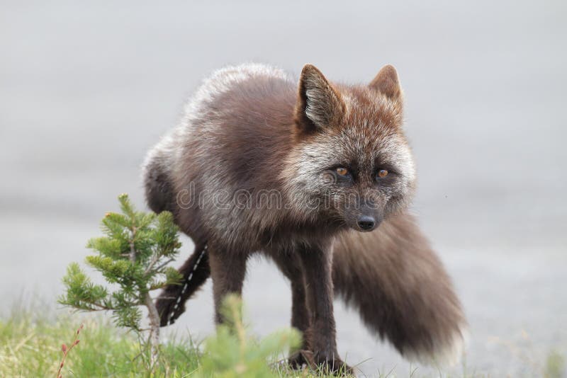 Renard Argente De Bebe Image Stock Image Du Mignon Renard Argente De Bebe Image Stock Image Du Mignon