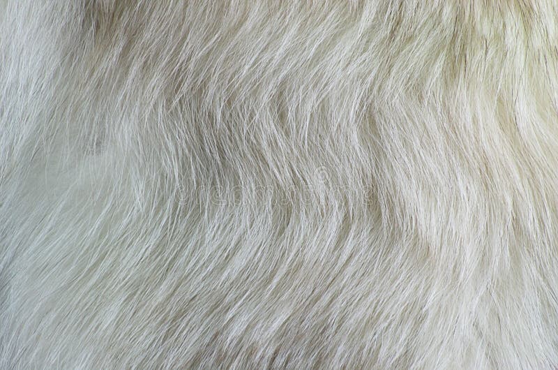 Renard polaire de fourrure blanche de texture