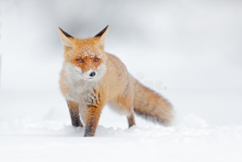 Renard rouge dans la neige blanche Hiver froid avec le renard orange de fourrure Animal de chasse dans le pré neigeux, Japon Beau photographie stock libre de droits Renard rouge dans la neige blanche Hiver froid avec le renard orange de fourrure Animal de chasse dans le pré neigeux, Japon Beau photographie stock libre de droits