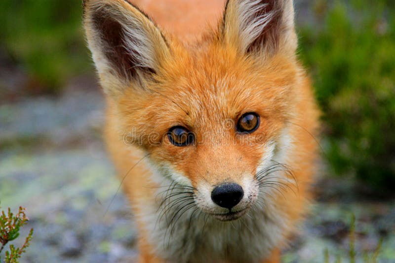 Portrait of juvenile red fox outdoors. Portrait of juvenile red fox outdoors.