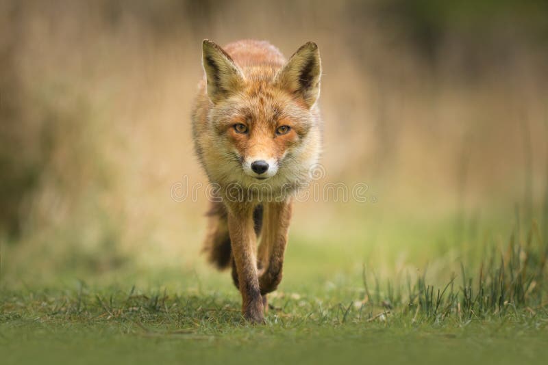 Renard rouge sauvage photos libres de droits Renard rouge sauvage photos libres de droits