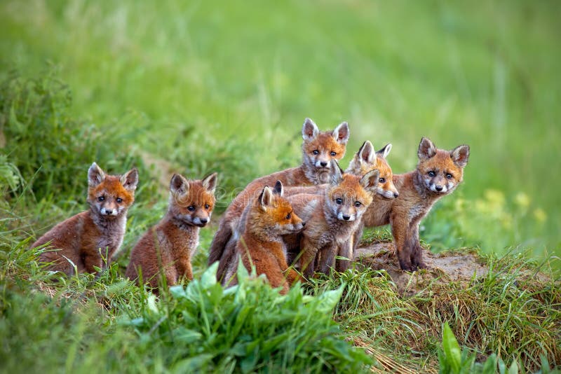 Ferrilata De Vulpes Du Thibet Image Stock Image Du Tibet Plateau Ferrilata De Vulpes Du Thibet Image Stock Image Du Tibet Plateau