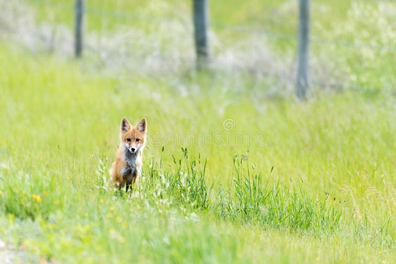 Renard solitaire photo stock Renard solitaire photo stock