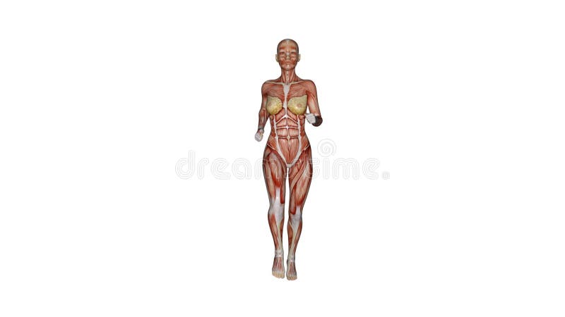 Rendent 3d : Le caractère femelle de cartes de muscle fonctionne avec le fond blanc illustration libre de droits