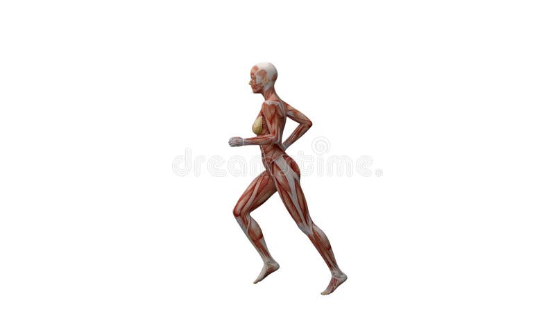 Rendent 3d : Le caractère femelle de cartes de muscle fonctionne avec le fond blanc illustration stock
