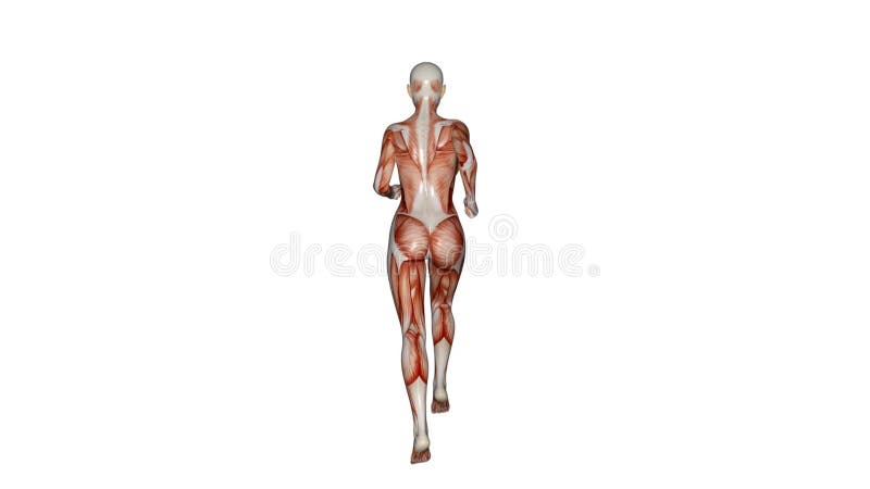 Rendent 3d : Le caractère femelle de cartes de muscle fonctionne avec le fond blanc illustration libre de droits