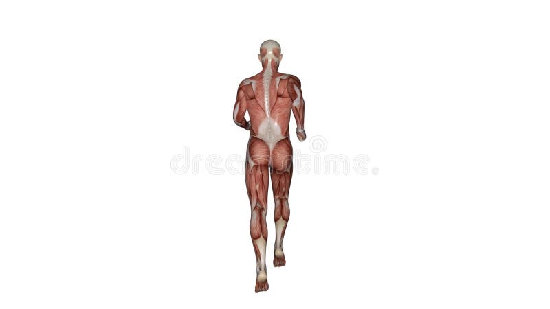 Rendent 3d : Le caractère masculin de cartes de muscle fonctionne avec le fond blanc illustration de vecteur