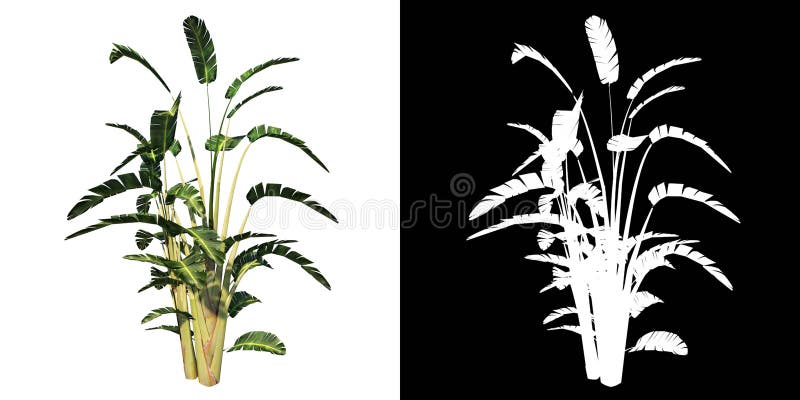 Render of plant on white background with alpha for cutout png. Render of plant on white background with alpha for cutout png