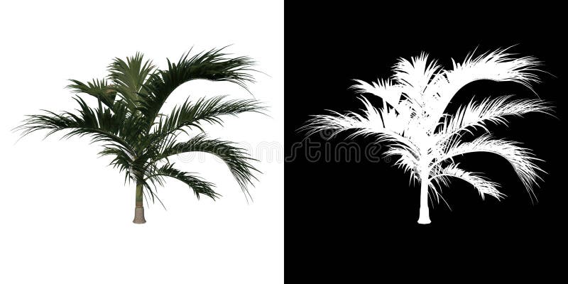 Front View Tree Young Alexander Palm Tree Palm 1 White Background Alpha Png 3d Rendering 3d Ilustracion Stock Illustration Illustration Of Botanical Forest 205200773