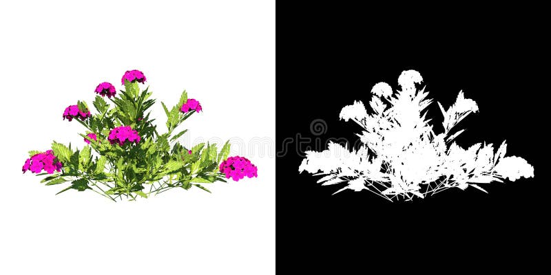 Render of plant on white background with alpha for cutout png. Render of plant on white background with alpha for cutout png