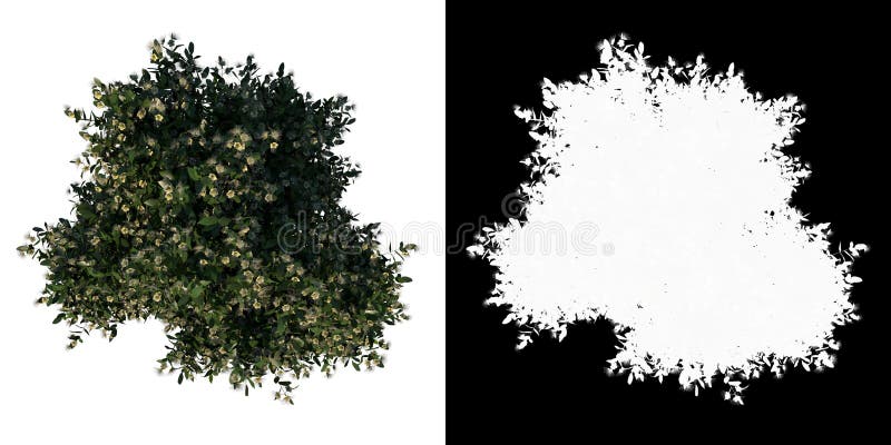 Top view tree Adolescent Sea Apple 2 white background alpha png 3D Rendering Ilustracion 3D