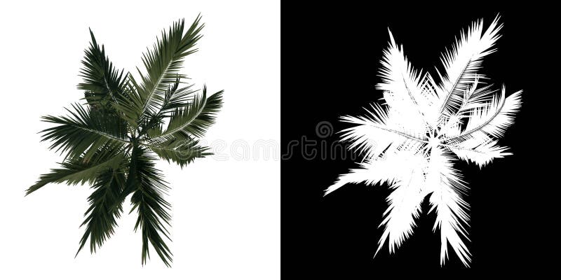 Top View Tree Alexander Palm Tree Palm 3 White Background Alpha Png 3d Rendering 3d Ilustracion Stock Illustration Illustration Of Alpha Background 205200977
