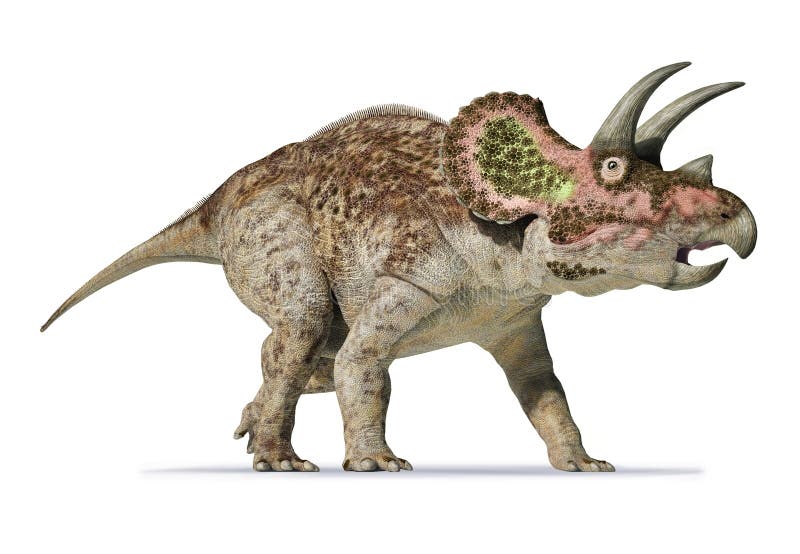 Rendição do Triceratops 3d no fundo branco ilustração royalty free Rendição do Triceratops 3d no fundo branco ilustração royalty free