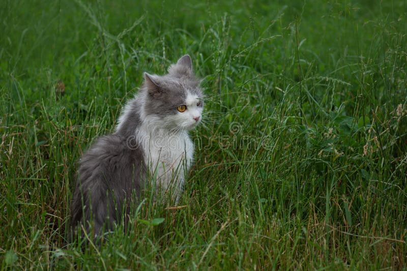 Rendre les chats environnements extérieurs dans le jardin sûrs. chat mignon explorer le monde extérieur images libres de droits Rendre les chats environnements extérieurs dans le jardin sûrs. chat mignon explorer le monde extérieur images libres de droits