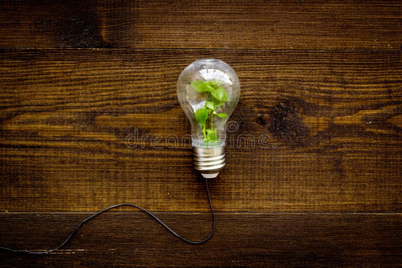 Renewable Eco Energy Concept with Light Bulbs and Green Plant Inside Stock Image Image of