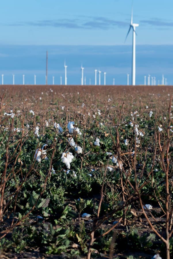 Renewable Energy Cotton Fields with Wind Turbines Stock Image Image
