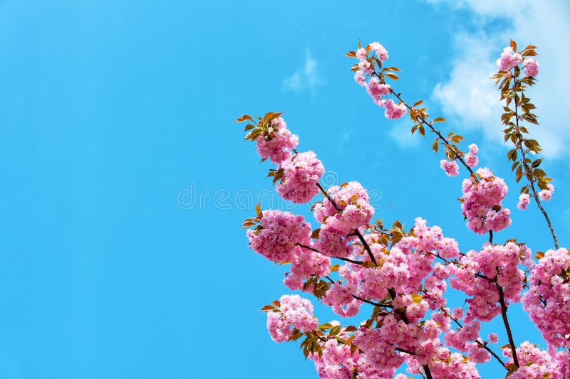 Renewal, rebirth, new life awakening. Sakura tree in blossom on blue sky. Cherry flowers blossoming in spring. Sakura blooming season concept. Nature beauty environment, copy space