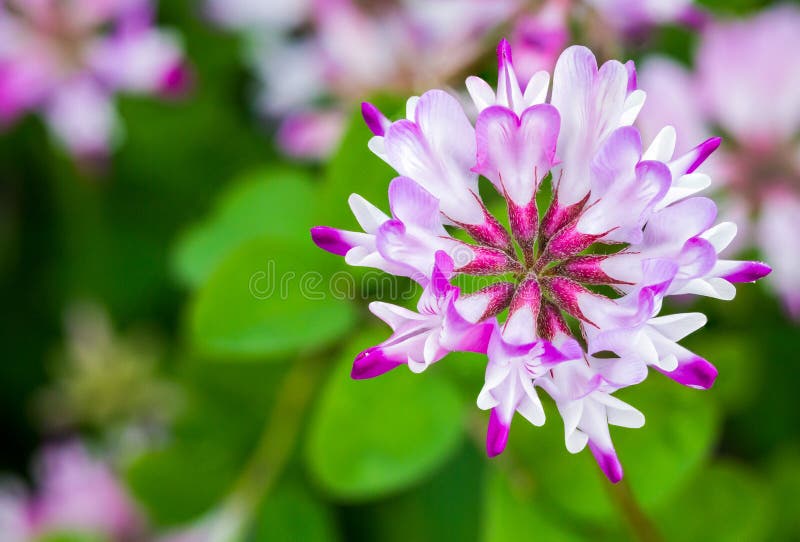 Dettagliato da, O cinese, da primavera Giappone alto nettare un usato fertilizzante, quello normalmente dura presa giacere incolto campo.