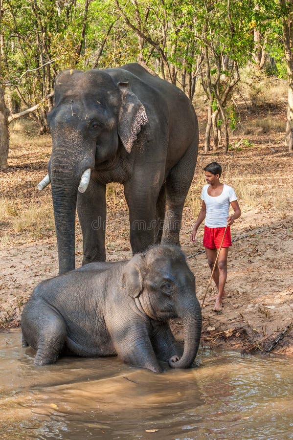 Rengöring- och tvagningelefanter på bankerna av floden