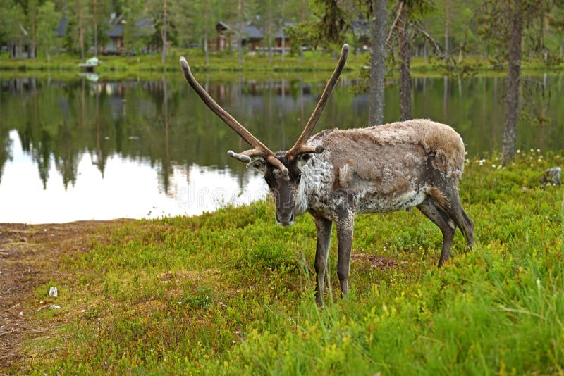 Reniferowa samiec na brzeg północny lasowy jezioro w Lapland na białej lato nocy obrazy royalty free Reniferowa samiec na brzeg północny lasowy jezioro w Lapland na białej lato nocy obrazy royalty free