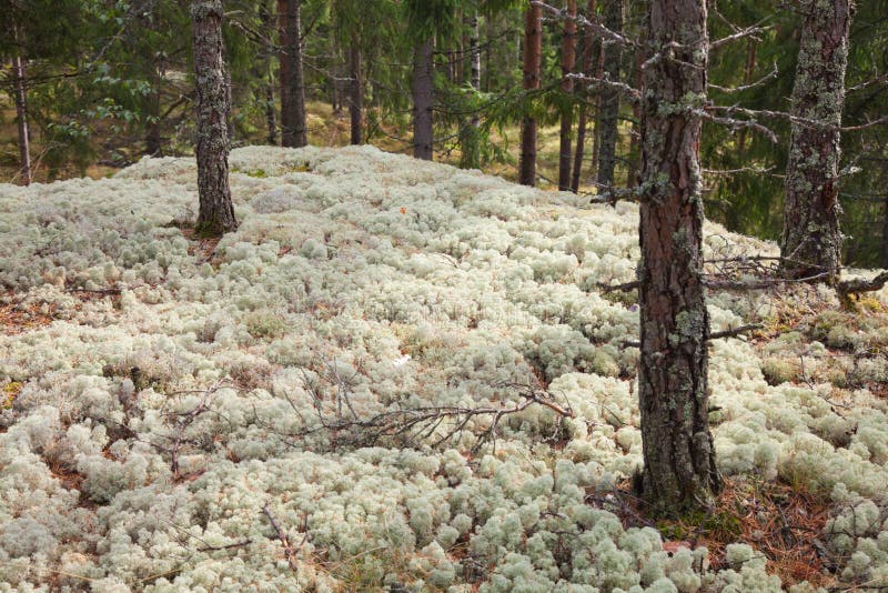 Natural background of reindeer lichen on the forest floor. Natural background of reindeer lichen on the forest floor