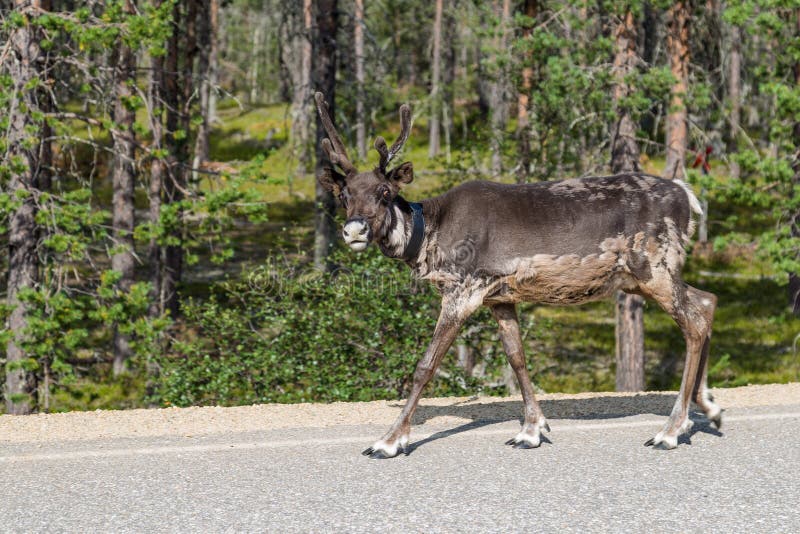 Renna che cammina lungo la strada in Finlandia immagini stock libere da diritti Renna che cammina lungo la strada in Finlandia immagini stock libere da diritti