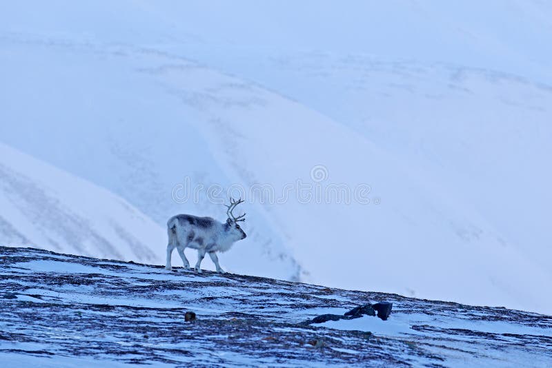 Renna selvaggia, tarandus del Rangifer, con i corni massicci in neve, le Svalbard, Norvegia Cervi delle Svalbard sulla montagna r immagini stock libere da diritti Renna selvaggia, tarandus del Rangifer, con i corni massicci in neve, le Svalbard, Norvegia Cervi delle Svalbard sulla montagna r immagini stock libere da diritti